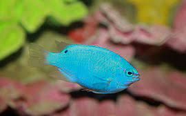 DAMISELA AZUL (Chrysiptera cyanea)
