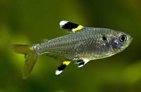 Tetra Pristela (Pristella maxillaris)