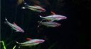[TIRL] Tiburon Roseline (Puntius denisonii)