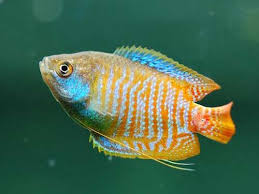 COLISA LALIA (Colisa lalia) (copia)