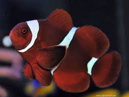 Payaso Marron (Premnas biaculeatus)