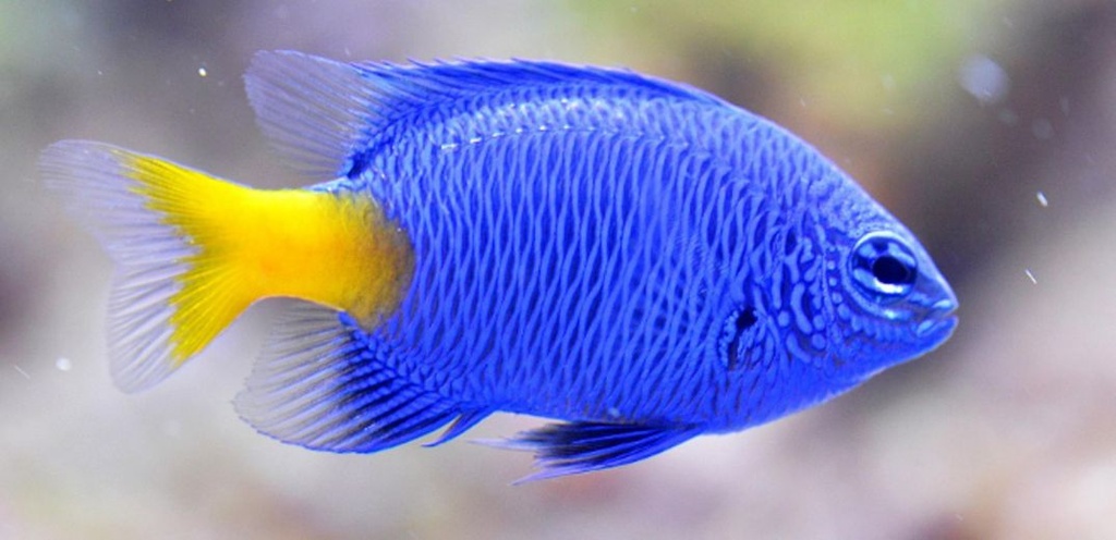 Damisela Cola Amarilla (Chrysiptera parasema)