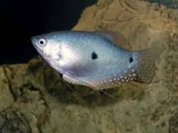 Gourami Azul (Trichogaster trichopterus)