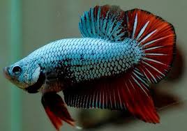 Betta Macho Plakat (Betta splendens) (copia)