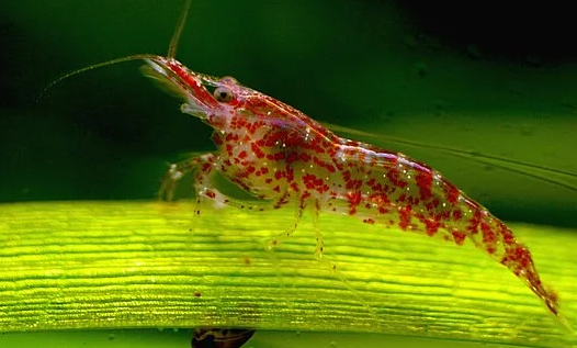 Gamba Cherry Roja (Neocaridina heteropoda) (copia)