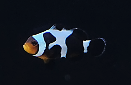 Payaso Darwin (Amphiprion percula var.) (copia)