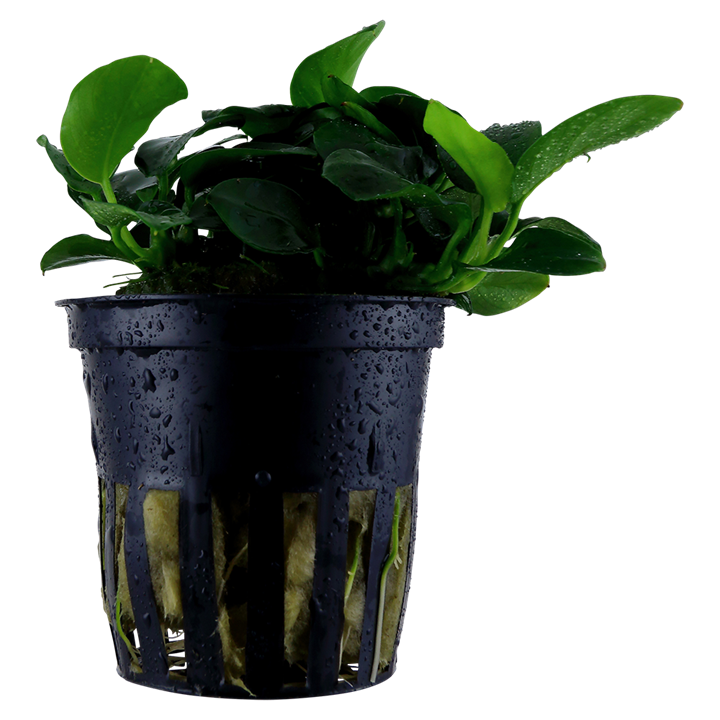 Anubia Barteri petite (Tropica)