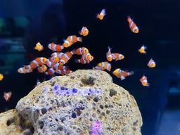[PAPE] Payaso Fancy (Amphiprion ocellaris)