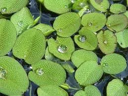 [PLSF] Planta Silvina (Salvinia auriculata)