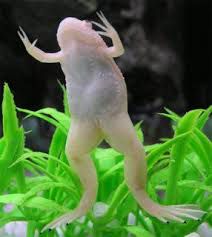 [RAAL] Rana Albina (Xenopus laevis)