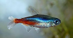 [TENEA] TETRA NEON AZUL (Paracheirodon innesi)