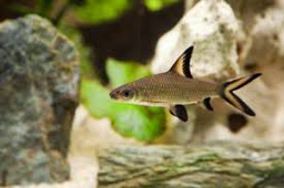 [TIBA] Tiburón Bala (Balantiocheilos melanopterus)