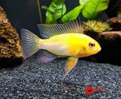 [CIRA] Ciclido Ramirezzi Golden  (Microgeophagus ramirezi)