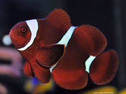 [PAMA] Payaso Marron (Premnas biaculeatus)