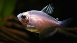 [MOAL] Monja Albina (Gymnocorymbus ternerzi)