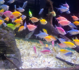 [MOFL3] Monja Fluorescente Paquete de 3 (Gymnocorymbus ternetzi)