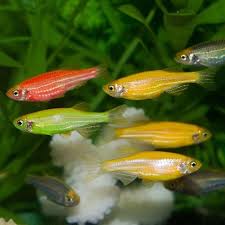 [CEFL10] Cebra Fluorescente Paquete de 10 (Brachydanio rerio)