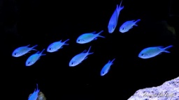 [DACR] Damisela Cromis (Chromis viridis)