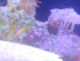 [SEBI] Pseudocromis bicolor (Pseudochromis paccagnellae)
