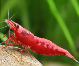 [GACH] Gamba Blodie Red (Neocaridina heteropoda) (copia)