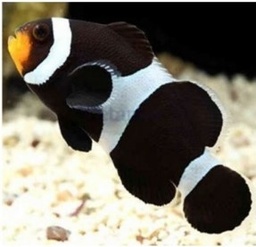 [PABW] Payaso Black and White (Amphiprion percula var.)