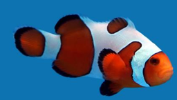 [PADV] Payaso DaVinci (Amphiprion percula var.)