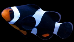 [PADA] Payaso Darwin (Amphiprion percula var.)