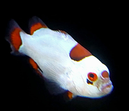 [PAUS] Payaso Ultra Storm (Amphiprion percula var.)