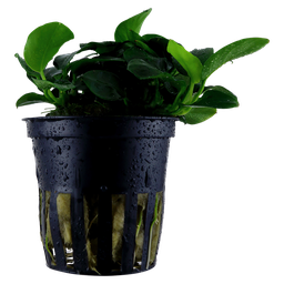 [101H] Hygrophila pinnatifida (copia)